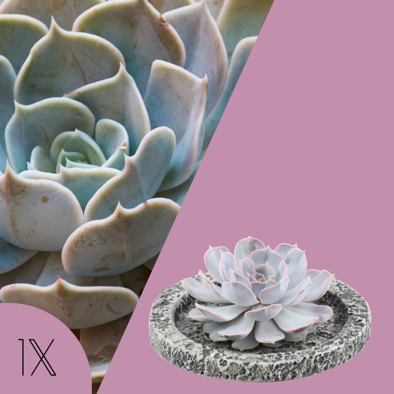 Echte Succulent Lila in Concrete keramiek schaal - Ø12-14 cm ↕5 cm - 1x Echeveria Lilacina| vetplant