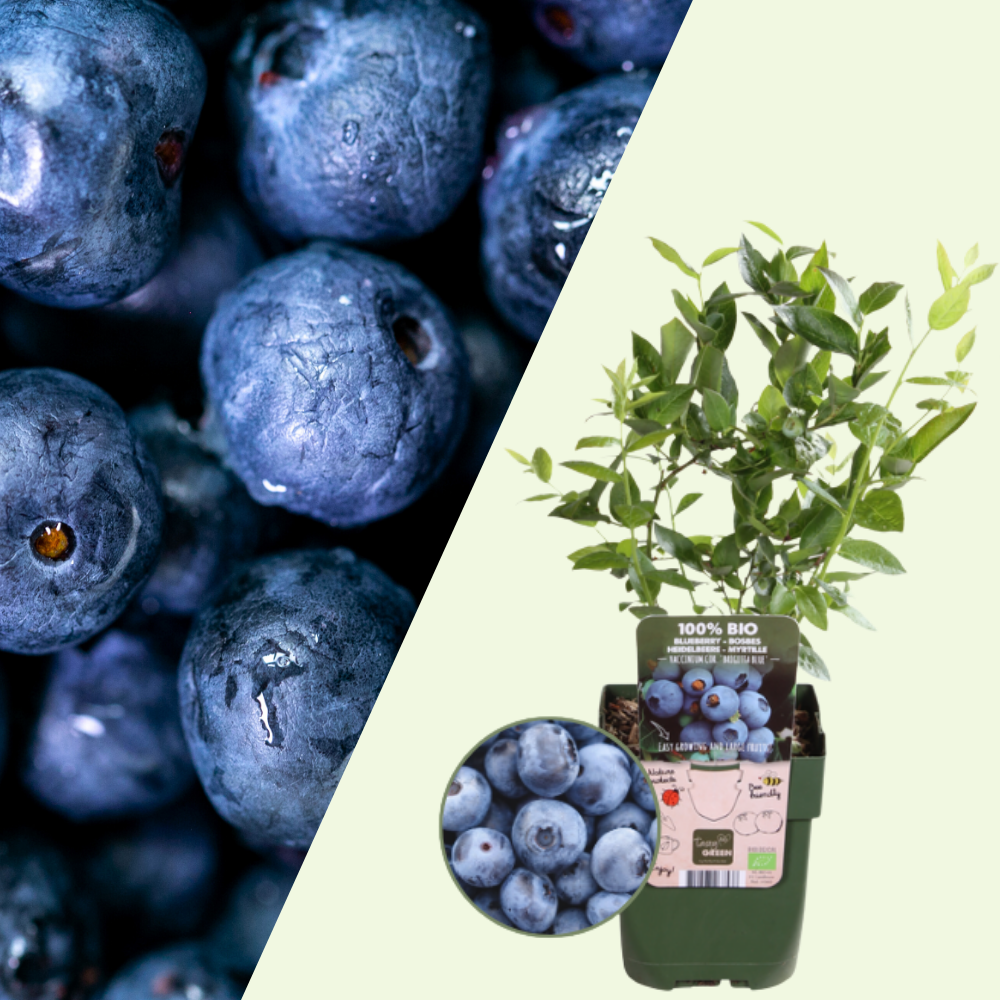 3 blueberry plants | blueberry plants | 100% Organic fruit plants | blueberries