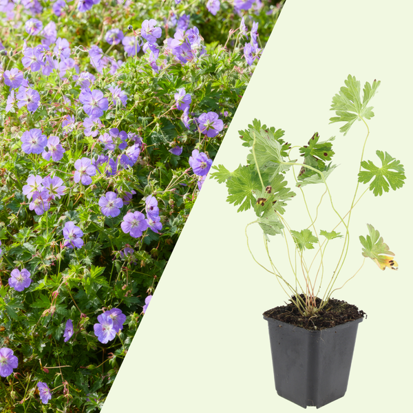 3 Ooievaarsbek Planten ‘Geranium Rozanne’ Ø9 cm ↕15 cm