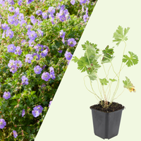 3 Ooievaarsbek Planten ‘Geranium Rozanne’ Ø9 cm ↕15 cm