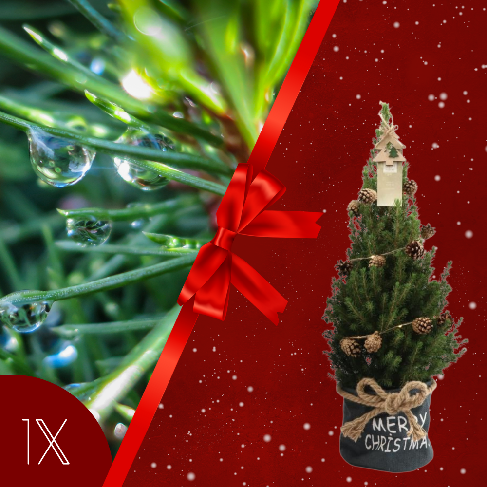 Kerstboom met verlichting 'Pineconelight' in Xmas Bag blauw | 19 cm Ø | 60 cm ↕