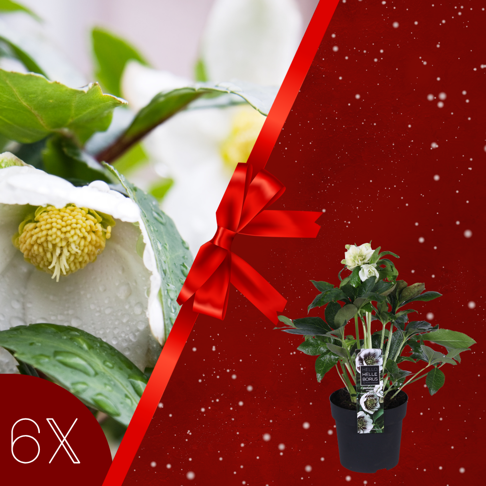 Set van 6 kerstroos planten XL | 6x Helleborus niger 'Christmas Carol' | Ø12 cm ↕20 cm