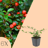 Cotoneaster Dammeri (Dwergmispel)