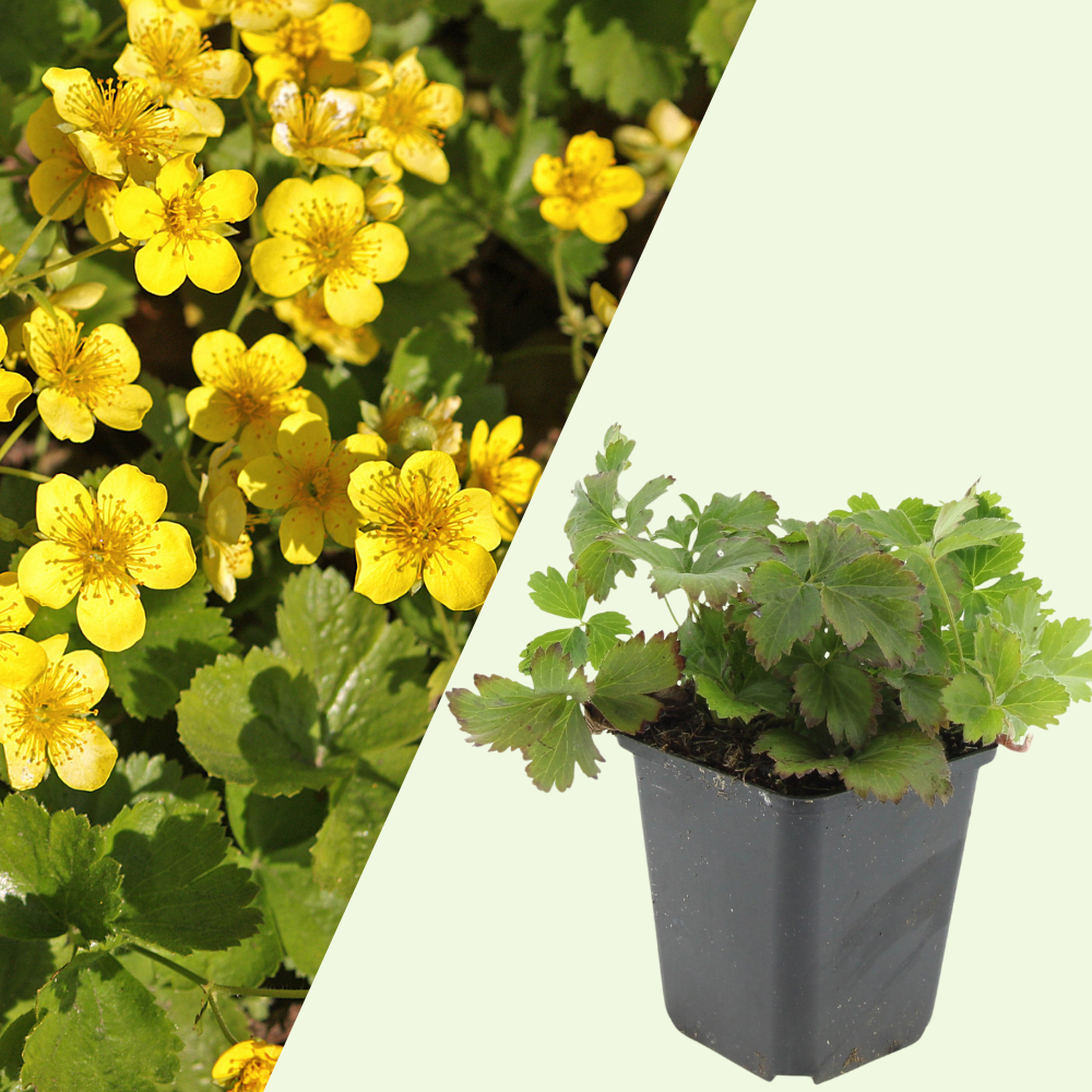 3 Golden Strawberry Plants | Waldsteinia ternata | Garden Plants | Plants