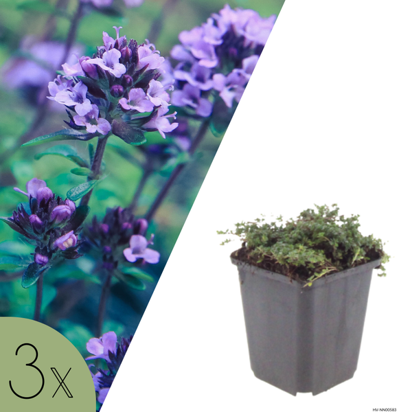 NatureNest | Kruiptijm Purple Beauty set van 3 | Thymus praecox 'Purple Beauty' | Laagblijvende bodembedekker voor zonnige plek