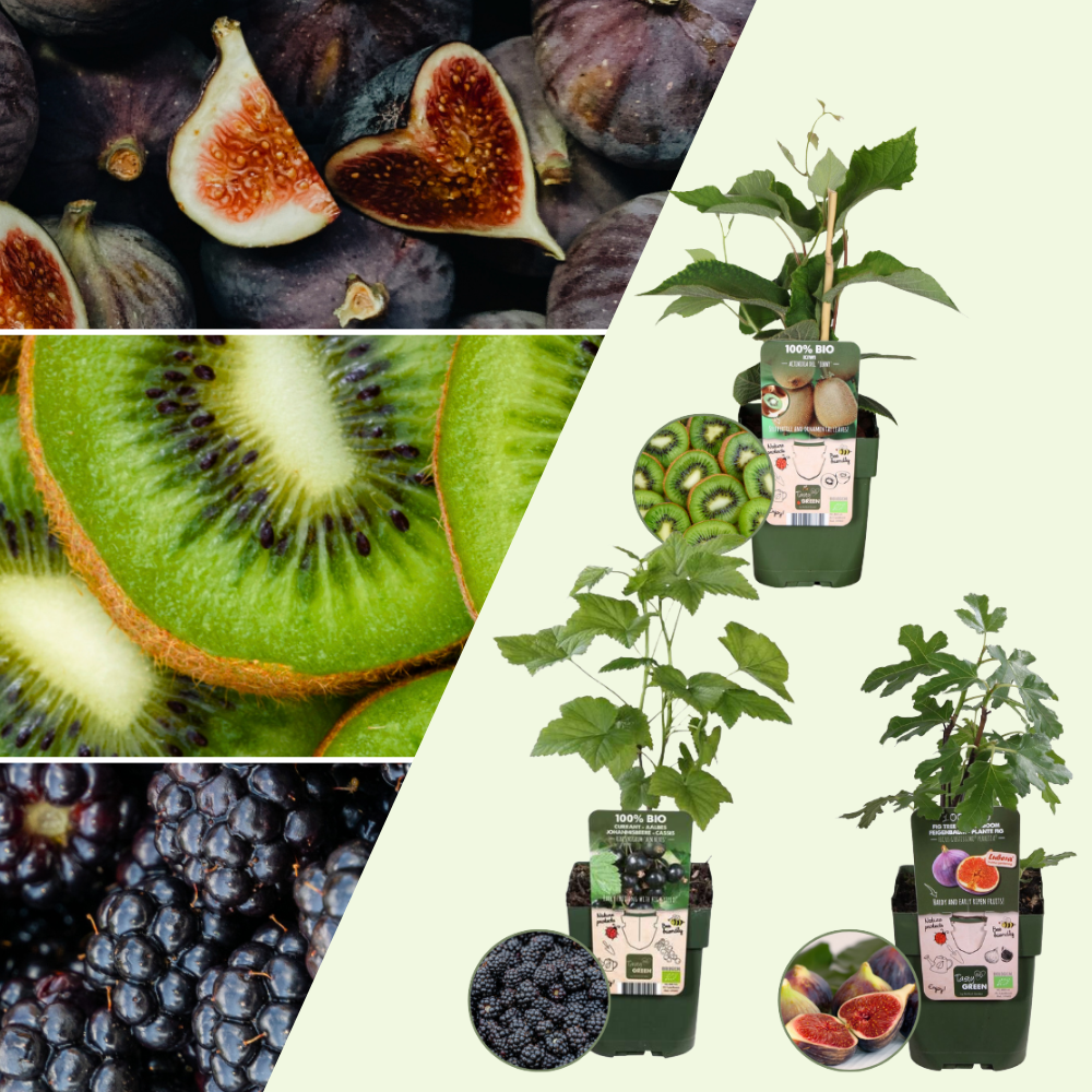 "Sweet Harvest Trio" Organic Fruit Plant Mix Set of 3 Different Varieties | 100% Organically Grown