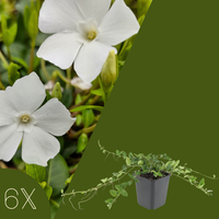 Vinca Minor (Maagdenpalm) Mix