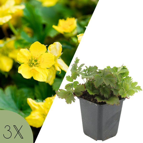 3 Goldene Erdbeerpflanzen | Waldsteinia ternata | Gartenpflanzen | Pflanzen