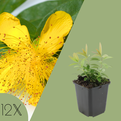 12 Sint-Janskruid Planten | Hypericum calycinum | Tuinplanten | Planten