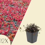 Acaena Microphylla 'Kupferteppich'