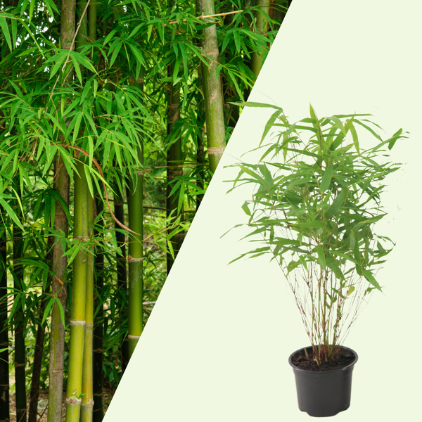 Bamboe plant set van 3 | Fargesia rufa | Niet-woekerende bamboe voor buiten