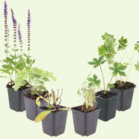 Luxe Bloemborder set van 12, 24, 48, 60 of 120 planten