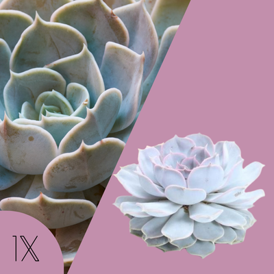 Echte Succulent Lila - Ø12-14 cm - ↕5 cm - 1x Echeveria Lilacina - kamerplant - vetplant