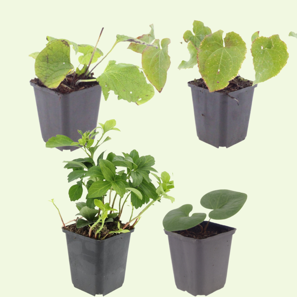 Schaduw Bloemenborder Set van 12, 24, 48, 60 of 120 planten