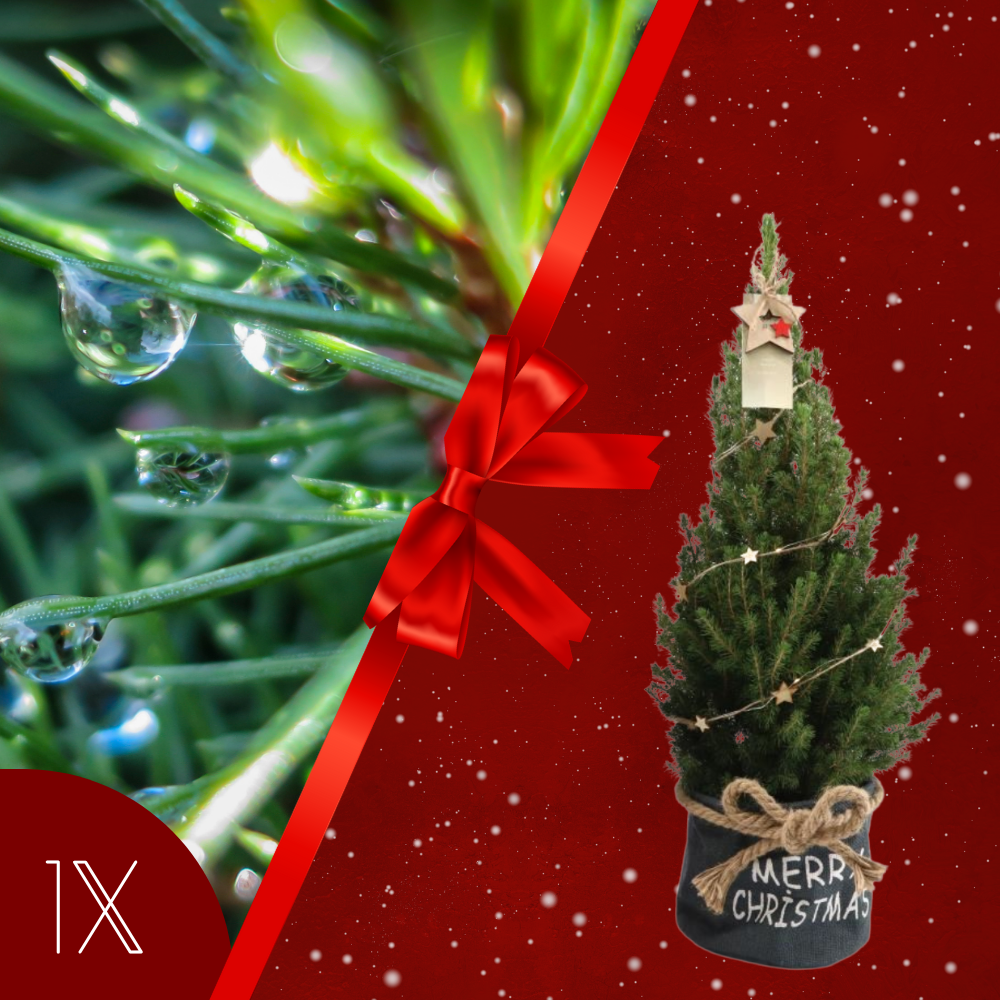 Kerstboom met verlichting 'Starlight' in Xmas Bag blauw | 19 cm Ø | 60 cm ↕