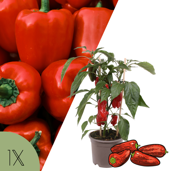 1 Snackpaprika plant rood Ø14 cm ↕40 cm