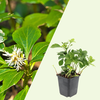 3 Dikkemanskruid Planten ‘Pachysandra terminalis’ Ø9 cm ↕15 cm