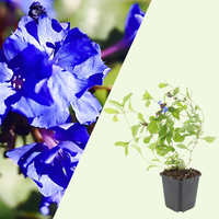 3 Loodkruid Planten ‘Ceratostigma plumbaginoides’ Ø9 cm ↕15 cm