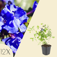 12 loodkruid planten | Ceratostigma plumbaginoides | Tuinplanten | Planten