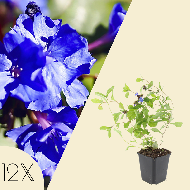 12 loodkruid planten | Ceratostigma plumbaginoides | Tuinplanten | Planten