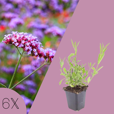 Verbena Bonariensis (6 stuks)