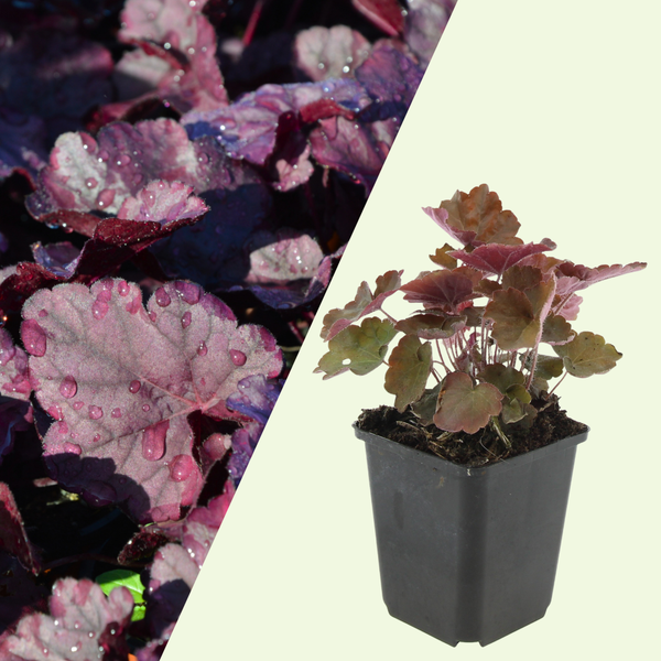 3 Atlantische Klimopplanten ‘Hedera hibernica’ Ø9 cm ↕15 cm