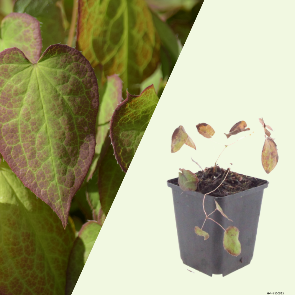 3 Elfenbloem ‘Epimedium rubrum’ Ø9 cm ↕15 cm