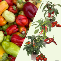 3 BIO groente Planten 'Zonnige Oogst Trio' Ø14 cm ↕40 cm