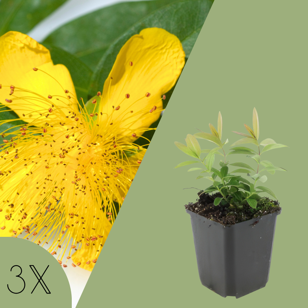 3 Sint-Janskruid Planten | Hypericum calycinum | Tuinplanten | Planten