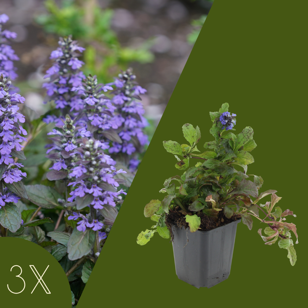3 Kruipend zenegroen planten | Ajuga reptans | Tuinplanten | Planten