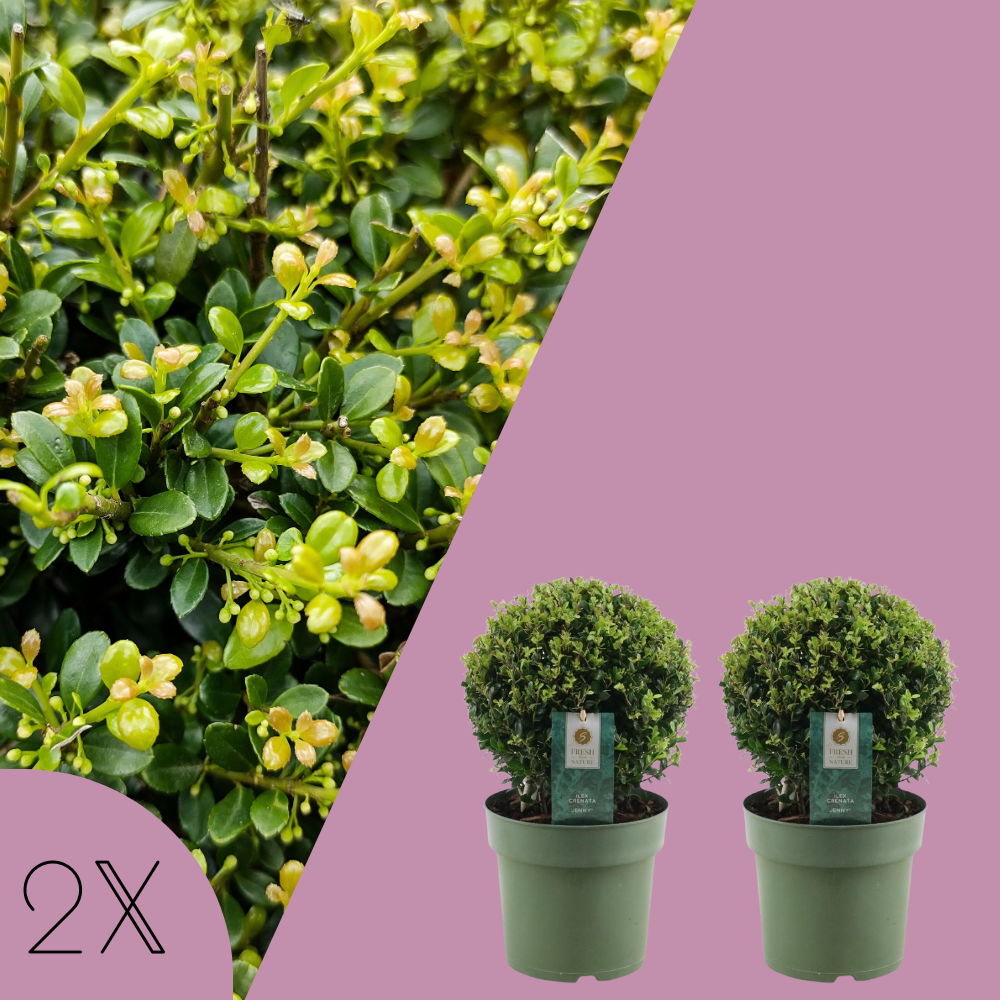 echte hulstplant in bolvorm | 2x Ilex crenata 'Jenny' bol | 20 cm Ø diameter