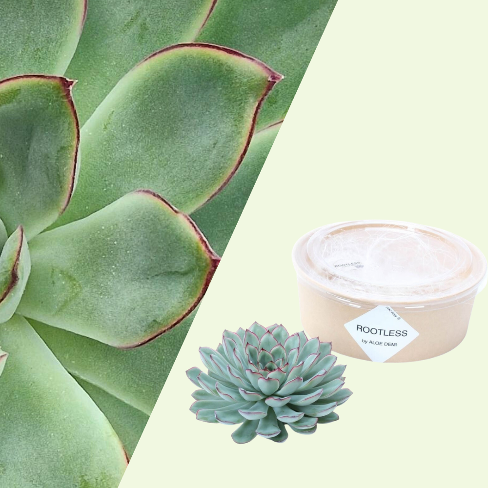 1 Succulent ‘Echeveria Pulidonis’ Ø12–14 cm ↕5 cm