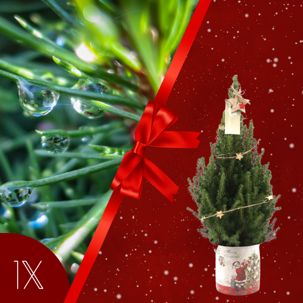 Kerstboom met verlichting 'Starlight' in Kerstman pot | 19 cm Ø | 60 cm ↕