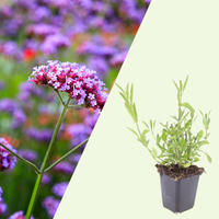 Verbena Bonariensis (Ironhard) Set mit 3