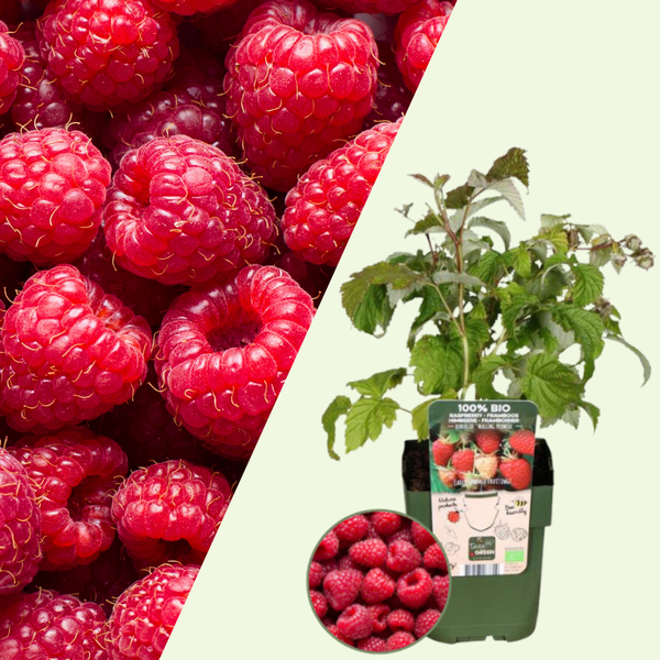 Rubus Idaeus (Framboos) - Set van 3