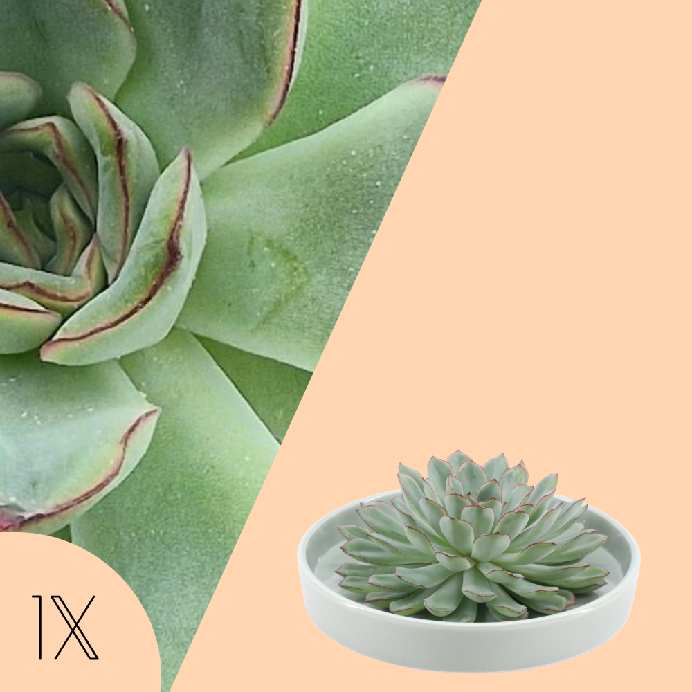 Echeveria Pulidonis