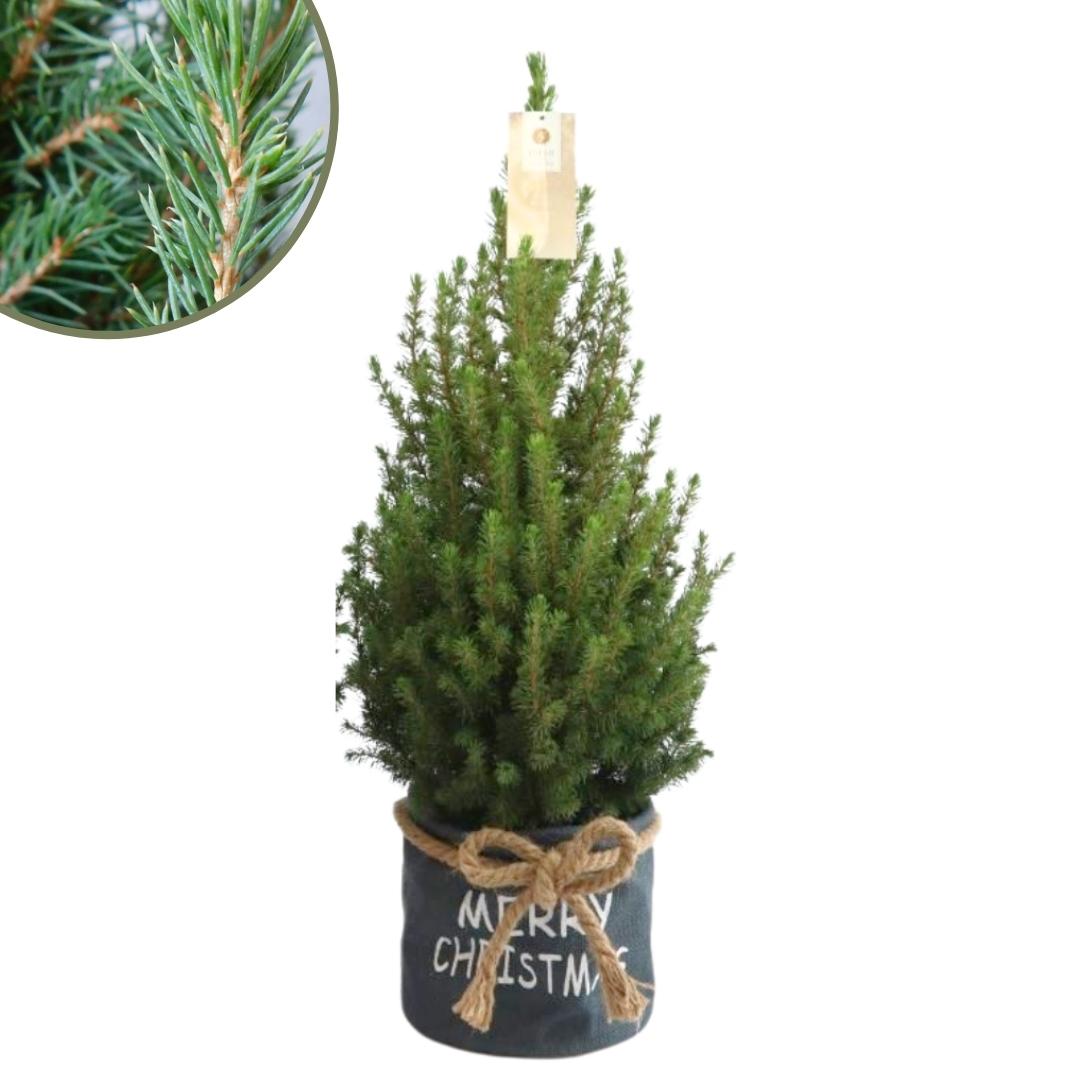 Weihnachtsbaum Picea Conica im Weihnachtsbeutel blau