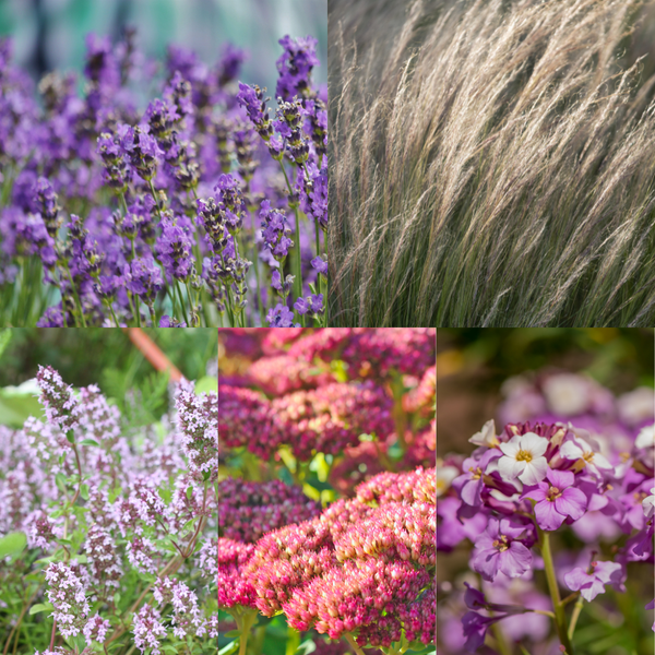 Droogtebestendige Bloemborder