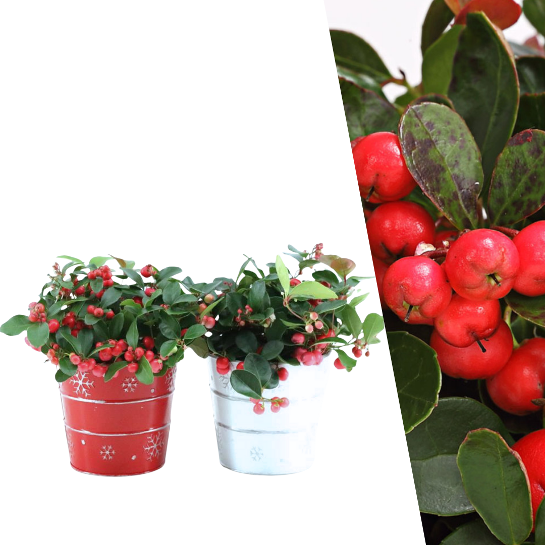 Gaultheria 'Big Berry'® en Zinc X-mas Duo - juego de 2 piezas