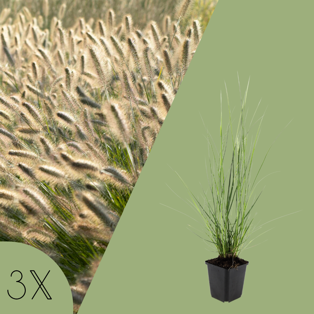 Pennisetum Alopecuroides 'Hameln'