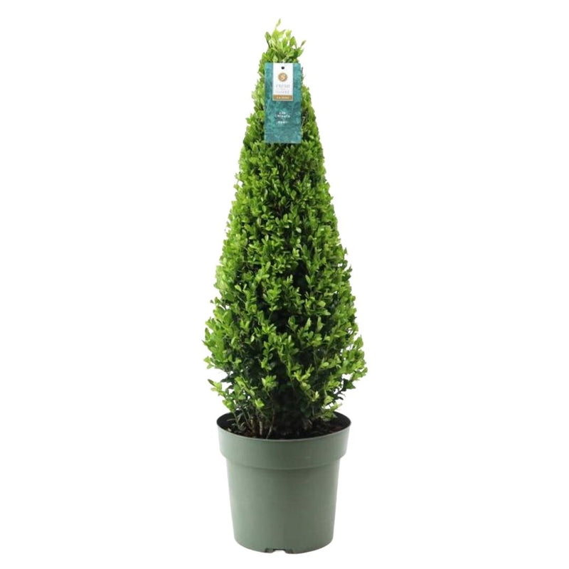 Hulstplanten Pyramide 70 cm - Ilex crenata Jenny Pyramide - 1 Stuk