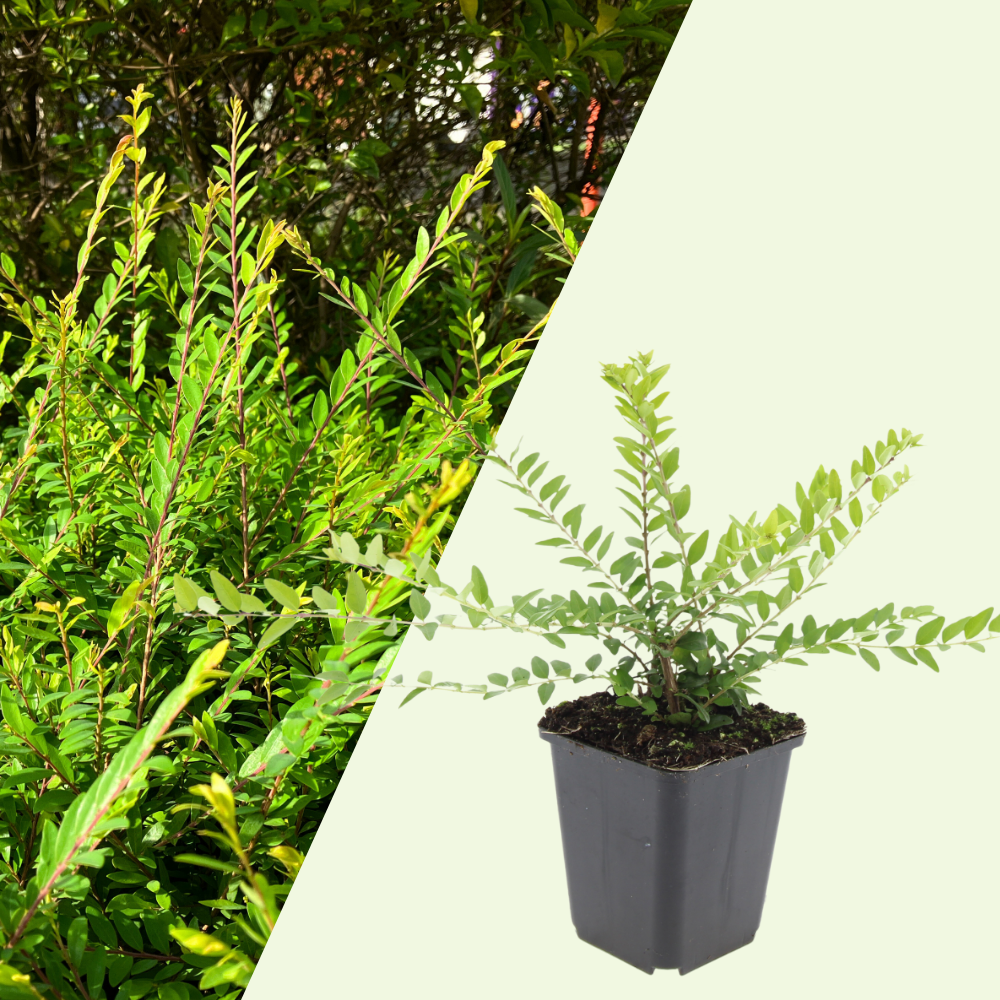 3 Struikkamperfoelie Planten ‘Lonicera nitida Maigrün’ Ø9 cm ↕15 cm