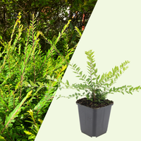 3 Struikkamperfoelie Planten ‘Lonicera nitida Maigrün’ Ø9 cm ↕15 cm
