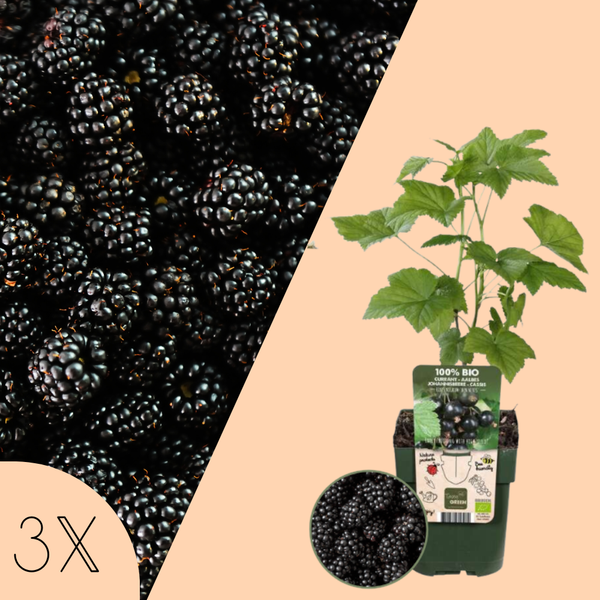 Rubus Fruticosus (Braam) - Set van 3