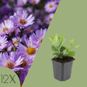 12 Asterplanten | Aster ageratoides 'Asran' | Tuinplanten | Planten