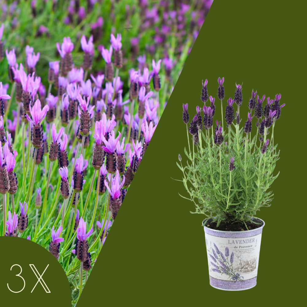 Set van 3 Franse lavendelplanten in sierpot 'Deluxe' | 3 x Ø12 cm - ↕25 cm