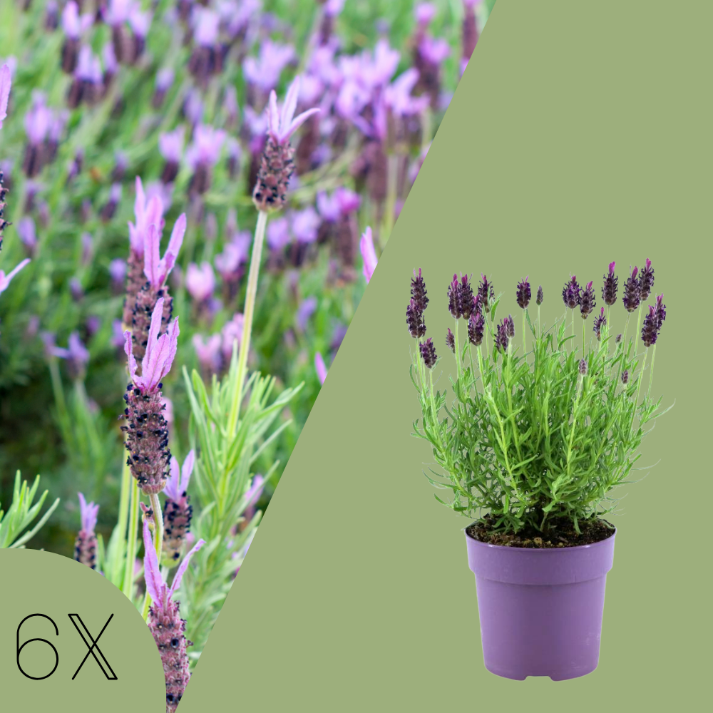 Set van 6 Franse lavendel planten | 6 x Ø12 cm ↕25 cm | Lavandula stoechas Anouk