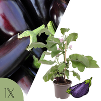 1 Aubergine plant Ø14 cm ↕40 cm