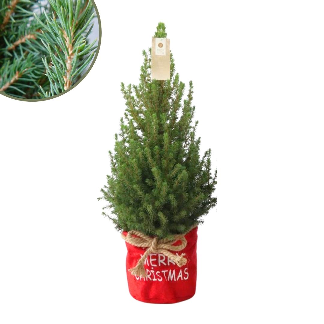 Weihnachtsbaum Picea Conica in rotem Xmas Sack