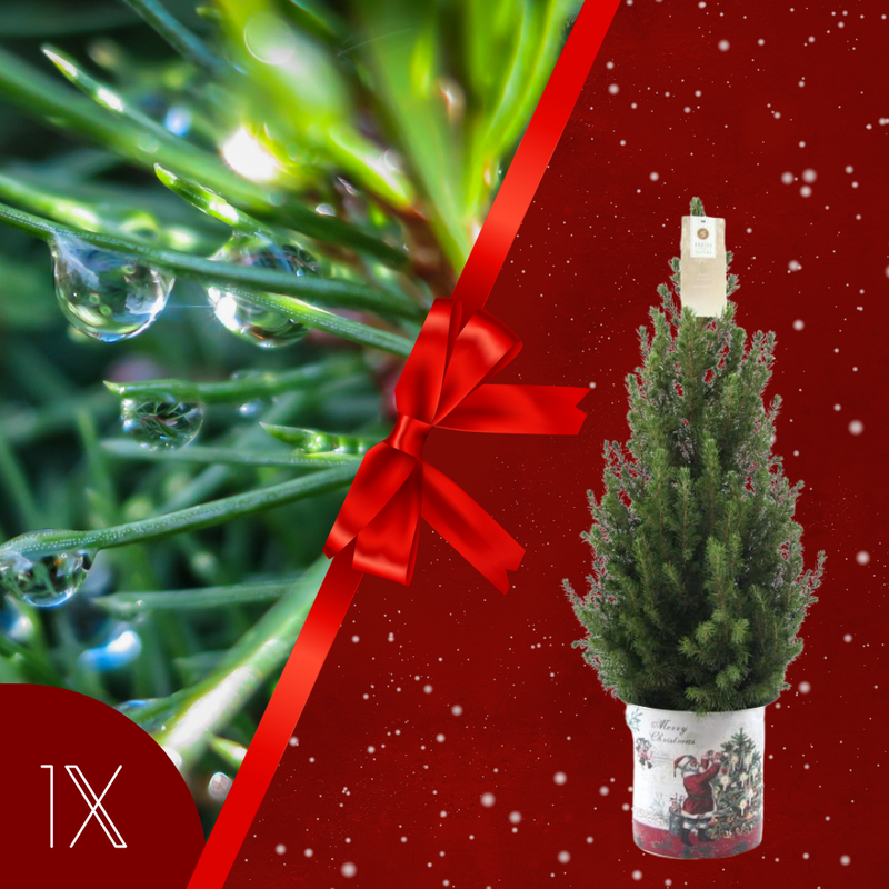 Kerstboom in Kerstman pot | 1x Picea Conica 'December' | 19 cm Ø | 60 cm ↕